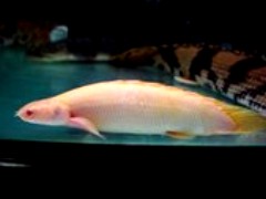 Bichir - Albino